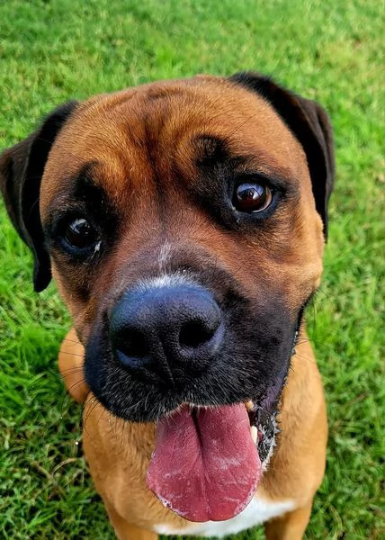 Caterina boxer di color fulvo | Foto 3