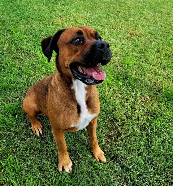 Caterina boxer di color fulvo | Foto 2