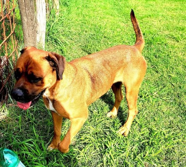 Caterina boxer di color fulvo | Foto 1