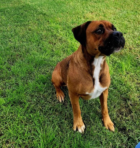 Caterina boxer di color fulvo | Foto 0