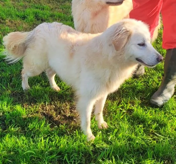 Lucilla cucciolona di pastore maremmano | Foto 5