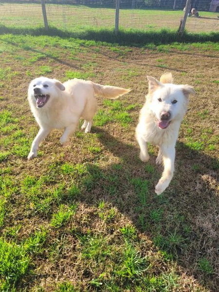 Lucilla cucciolona di pastore maremmano | Foto 4