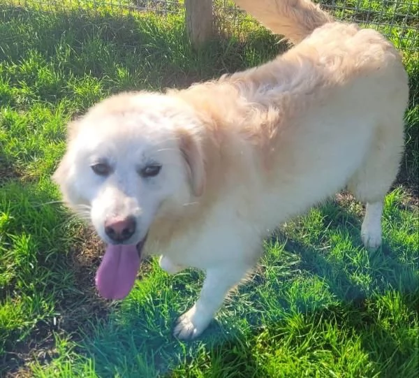 Lucilla cucciolona di pastore maremmano