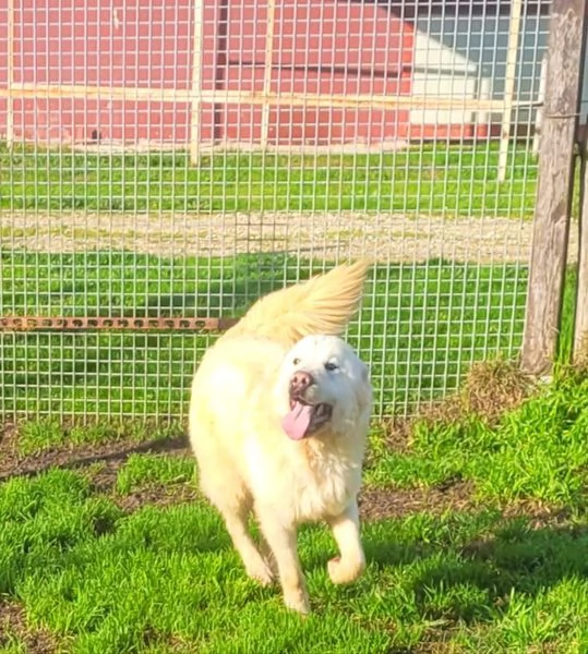 Lucius cucciolone di pastore maremmano | Foto 6