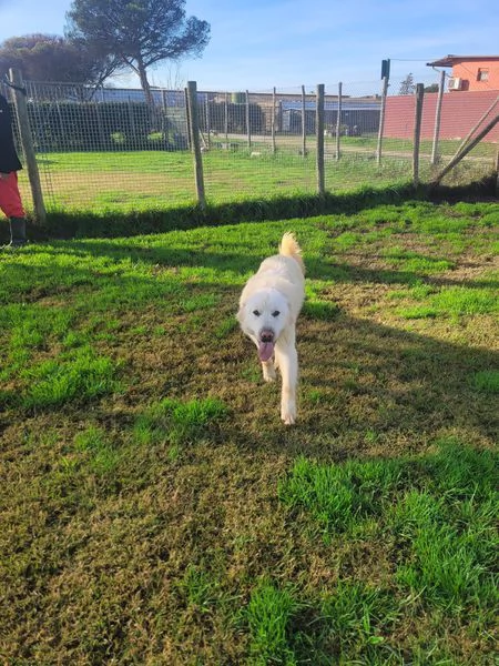 Lucius cucciolone di pastore maremmano | Foto 5