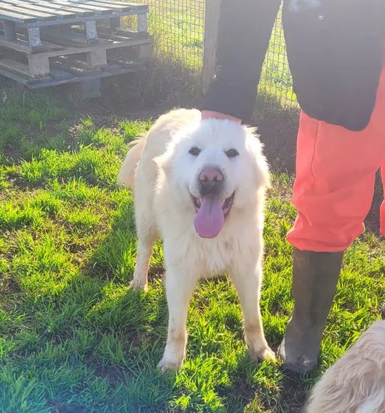 Lucius cucciolone di pastore maremmano | Foto 4