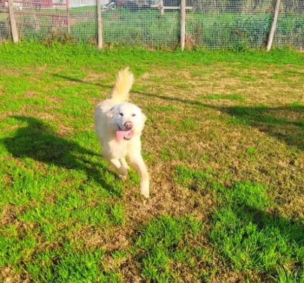 Lucius cucciolone di pastore maremmano | Foto 3