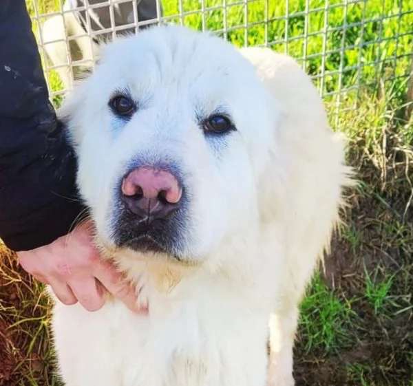 Lucius cucciolone di pastore maremmano