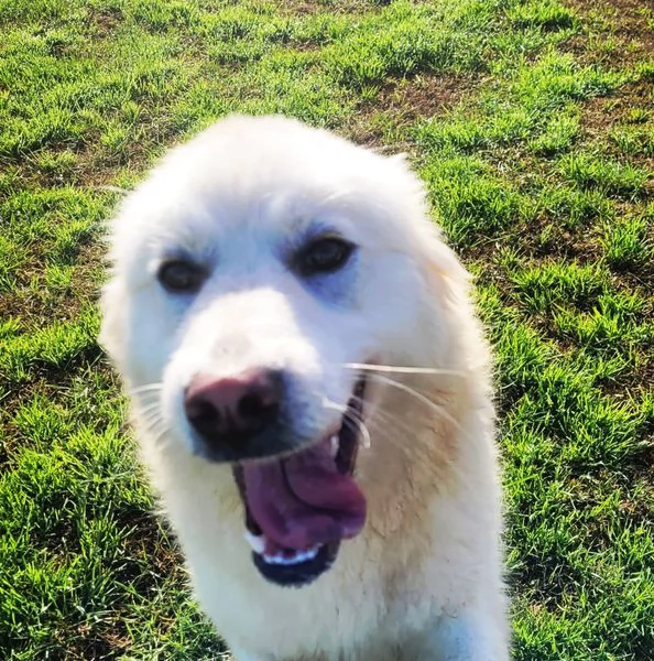 Lucius cucciolone di pastore maremmano | Foto 2