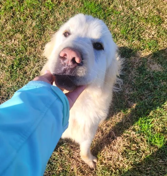 Lucius cucciolone di pastore maremmano | Foto 1