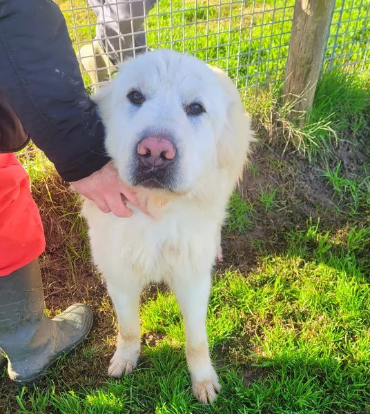 Lucius cucciolone di pastore maremmano | Foto 0