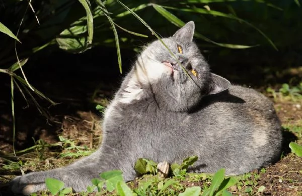 Scheggia gattina meravigliosa | Foto 4