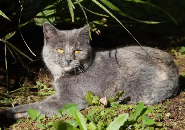 Scheggia gattina meravigliosa | Foto 3