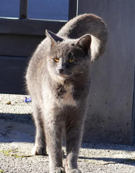 Scheggia gattina meravigliosa | Foto 2