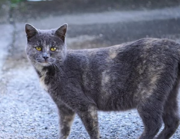 Scheggia gattina meravigliosa | Foto 1