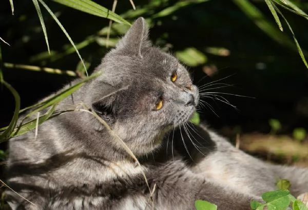 Scheggia gattina meravigliosa | Foto 0