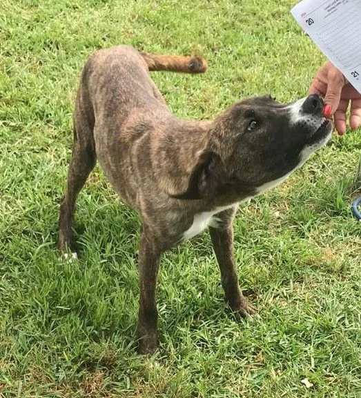 ZOOM la cagnolina piugrave simpatica del canile | Foto 4