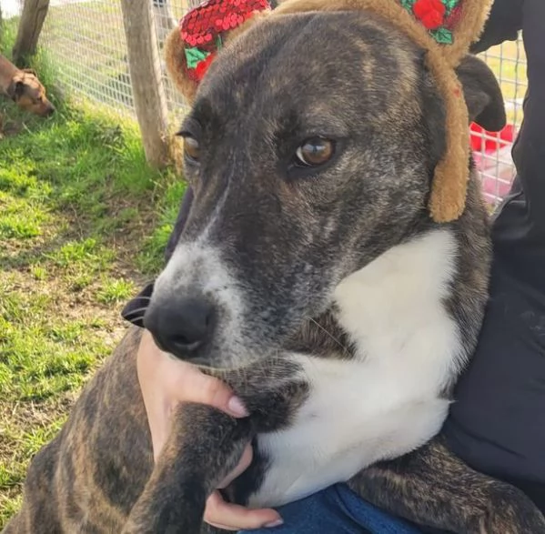 ZOOM la cagnolina piugrave simpatica del canile | Foto 2