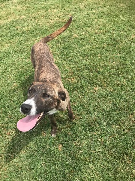 ZOOM la cagnolina piugrave simpatica del canile | Foto 0
