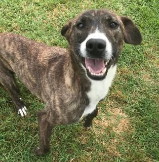 ZOOM la cagnolina piugrave simpatica del canile