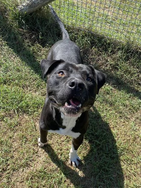 Tyson 2 meraviglioso pitt