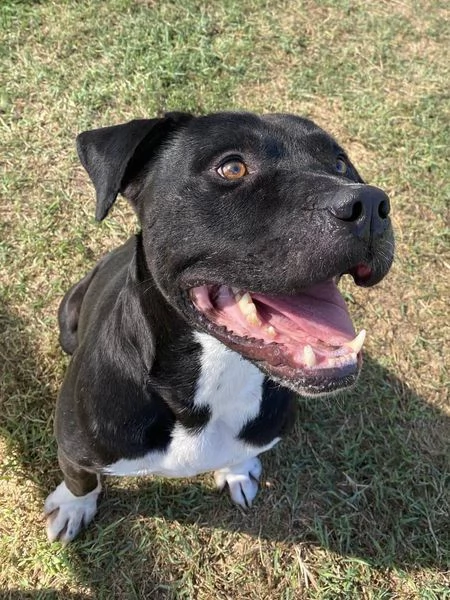 Tyson 2 meraviglioso pitt | Foto 4