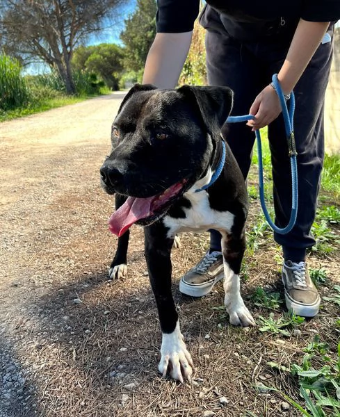 Tyson 2 meraviglioso pitt | Foto 3