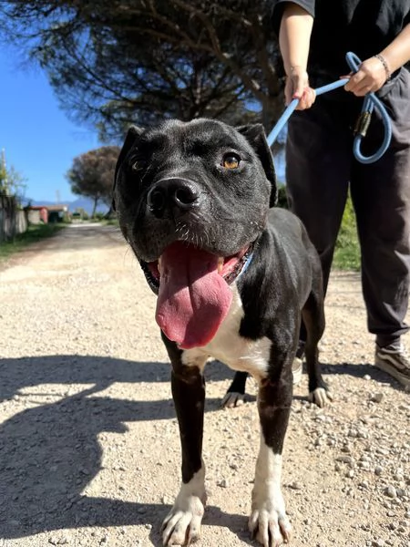 Tyson 2 meraviglioso pitt | Foto 2