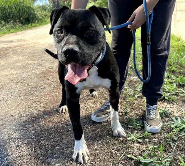 Tyson 2 meraviglioso pitt | Foto 1