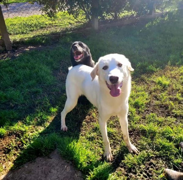 Sade dolcissima mini labrador | Foto 6