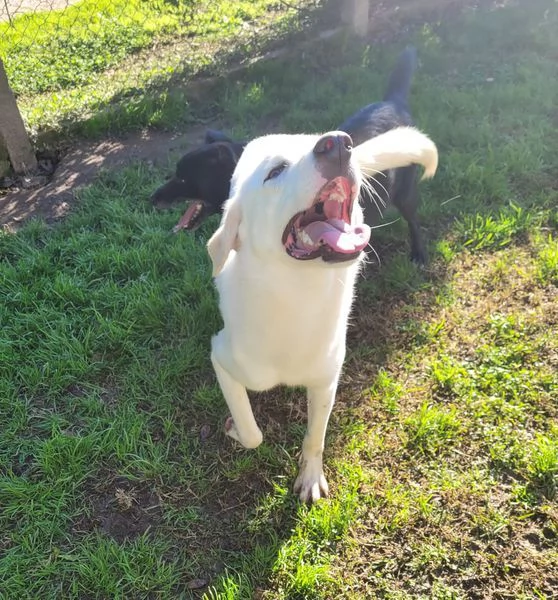 Sade dolcissima mini labrador | Foto 4