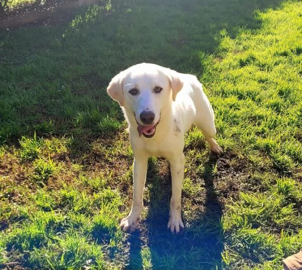 Sade dolcissima mini labrador