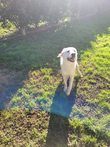 Sade dolcissima mini labrador | Foto 1