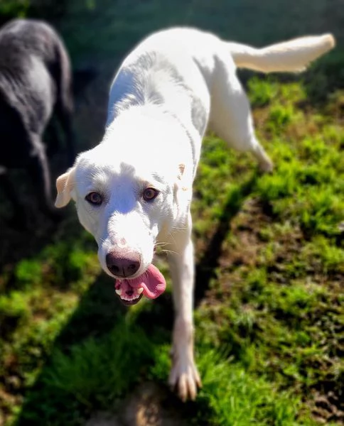 Sade dolcissima mini labrador | Foto 0