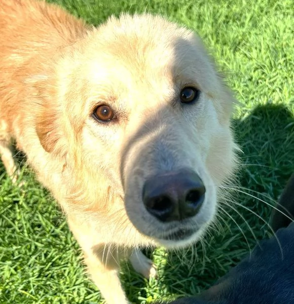 FLIPPER adozione del cuore | Foto 6