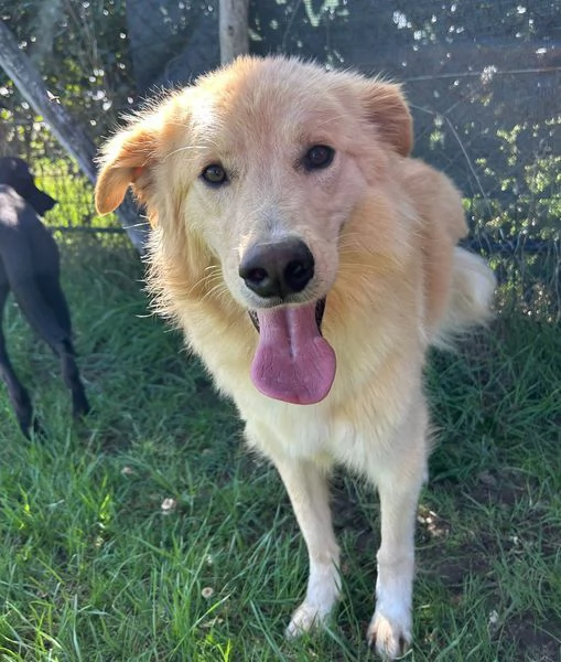 FLIPPER adozione del cuore | Foto 5