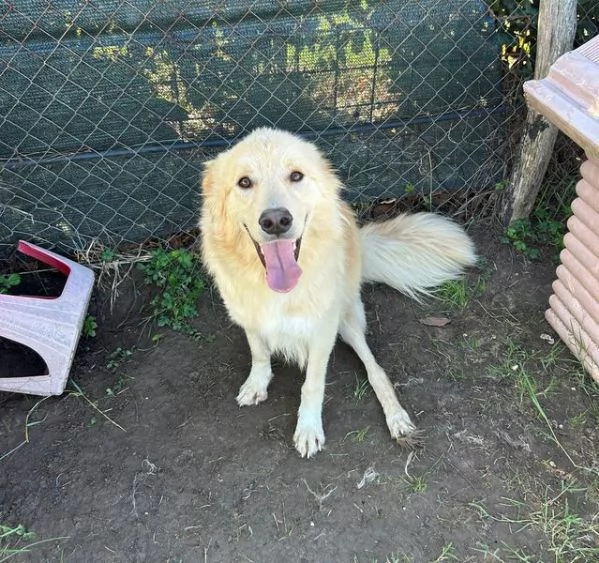 FLIPPER adozione del cuore | Foto 3