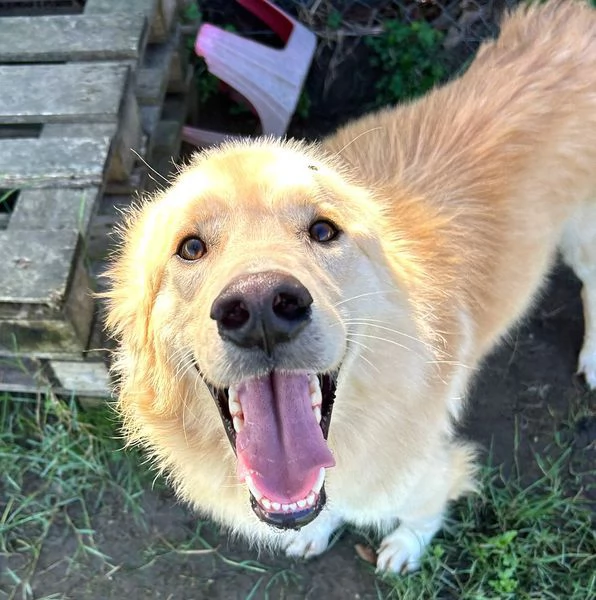 FLIPPER adozione del cuore | Foto 2