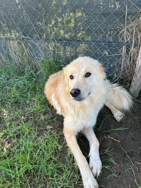 FLIPPER adozione del cuore | Foto 1