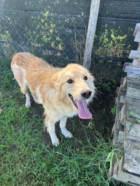 FLIPPER adozione del cuore | Foto 0