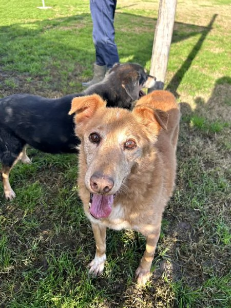 ROMEO adozione del cuore