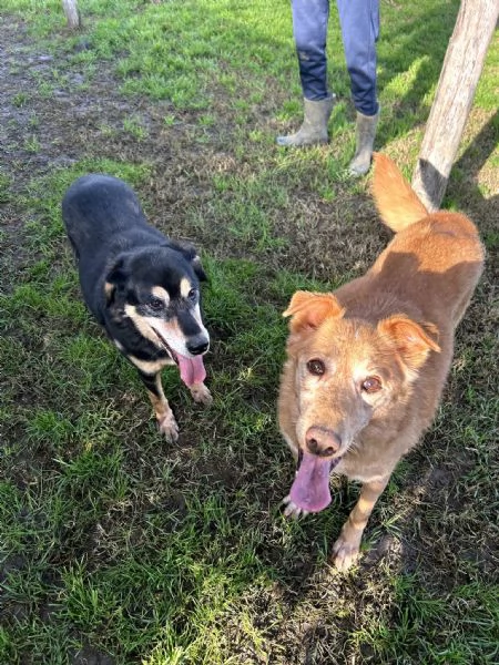 ROMEO adozione del cuore | Foto 5