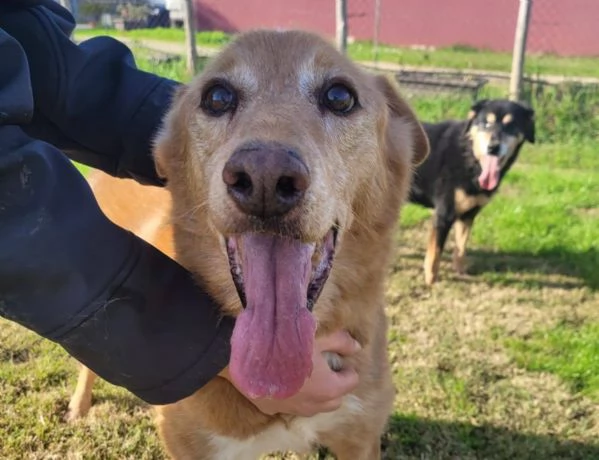 ROMEO adozione del cuore | Foto 4