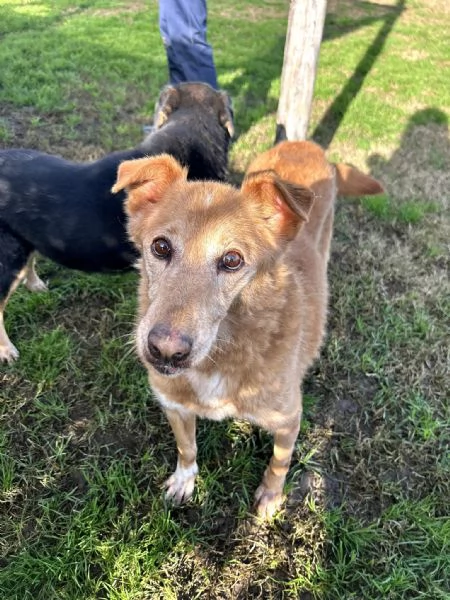 ROMEO adozione del cuore | Foto 3