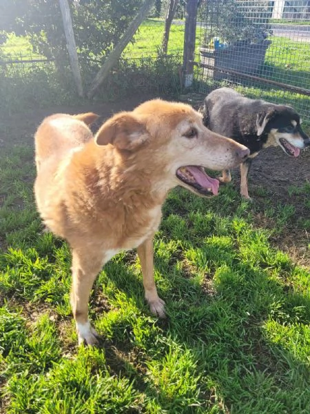 ROMEO adozione del cuore | Foto 0