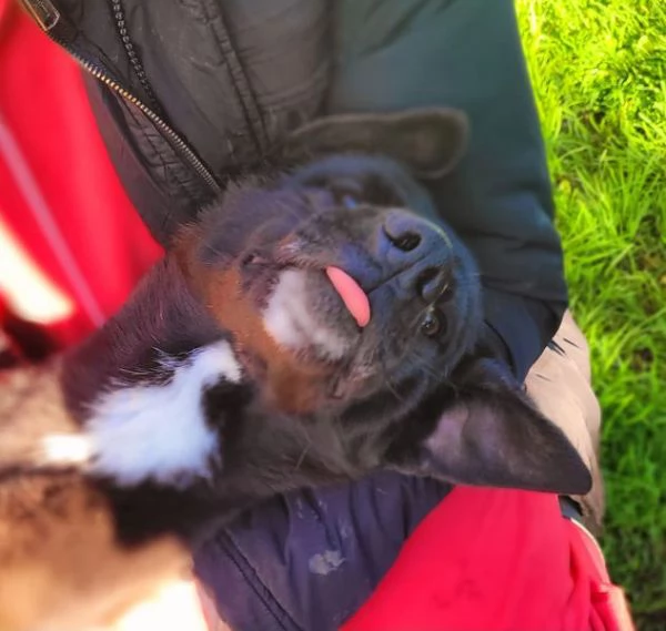 Bibbi lentusiasmo del suo essere ti prende il cuore  | Foto 3