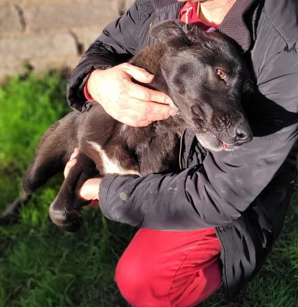 Bibbi lentusiasmo del suo essere ti prende il cuore  | Foto 1