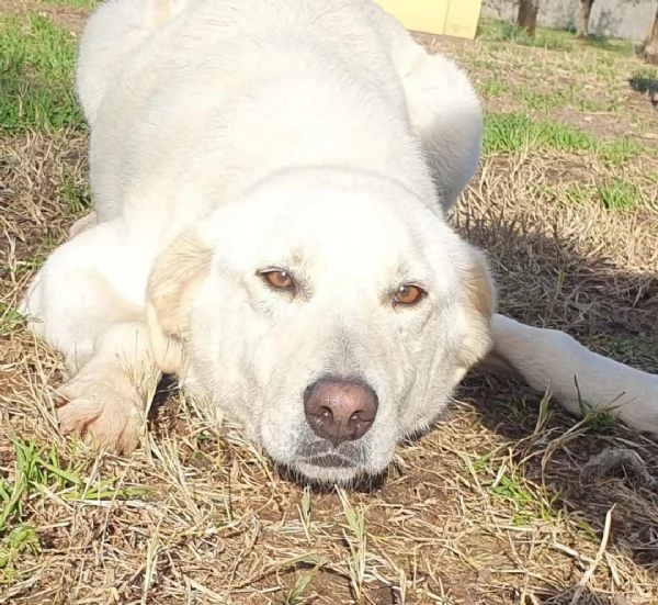 Ziguli il timido cagnolino dal sorriso speciale | Foto 5
