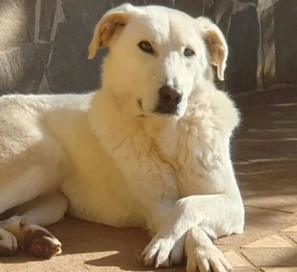 Ziguli il timido cagnolino dal sorriso speciale