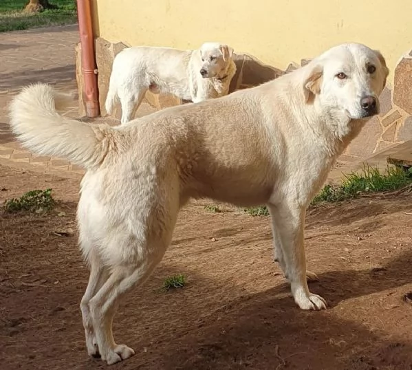 Ziguli il timido cagnolino dal sorriso speciale | Foto 4